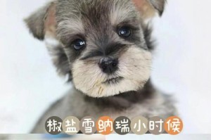 揭开雪纳瑞的真实面纱（不只是一张“毛茸茸”的脸雪纳瑞的真正魅力）
