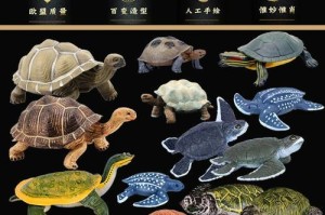 养护加拉帕戈斯象龟的全指南（宠物养殖，以加拉帕戈斯象龟为例，）