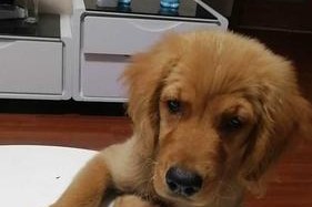 金毛狗狗一天尿6次，这是什么问题？（探究金毛狗狗频繁小便的原因和解决方法）
