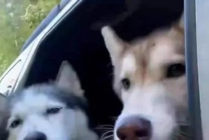 探究哈士奇为什么喜欢拆家的原因（了解哈士奇行为背后的原因及如何应对）