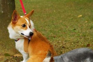 狗狗见面打架的原因（了解狗狗间的行为语言，预防打架事故）