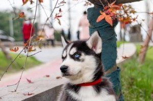 如何科学养育一只哈士奇幼犬（耐心是培养幼犬良好品质的关键）