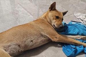 狗狗为什么瞌睡多？（探究狗狗睡眠需求与瞌睡的原因）