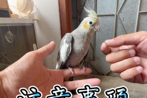 养血鹦鹉的注意事项（如何正确照顾血鹦鹉，避免血气不足）