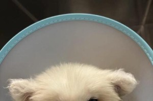 萨摩细小后的饮食指南（如何通过合理饮食帮助萨摩细小康复）