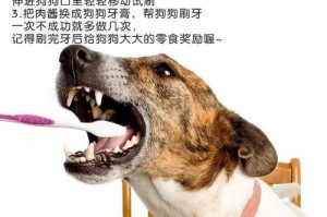 如何合理安排成犬的每日饮食时间？（科学养成犬每天定时定量进食的好习惯）
