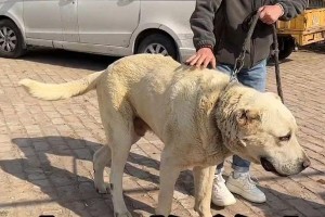 探寻中亚霸道狗的真相（揭秘中亚霸道狗的血统和特征，探讨其在养犬界的地位与影响）