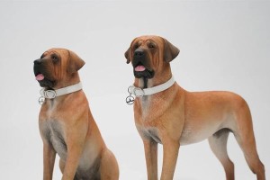 日本土佐犬的丰富毛色（探索土佐犬世界中的多彩色彩）