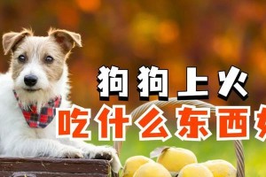 狗吃什么东西会拉稀？（探索狗狗拉稀的食物原因及预防方法）