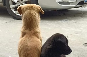 奢华与短命（中华田园犬）