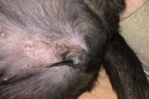 狗狗尿臭的原因及解决方法（探究狗狗尿臭的原因，帮助你解决这个问题）