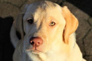 拉布拉多犬（探秘拉布拉多犬的历史、特点与培养方法）