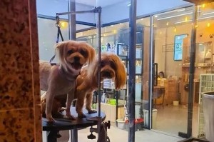 购买泰迪的注意事项（宠物店购买泰迪的必备知识）