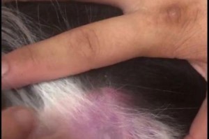边牧髋关节疾病（探索边牧髋关节疾病的症状、预防和治疗方法）