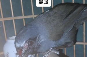 如何让画眉鸟不再叫？（探索画眉鸟的饮食喂养方法）