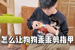如何帮助不喜欢剪指甲的狗狗剪指甲？（宠物医生教你有效解决狗不动问题）
