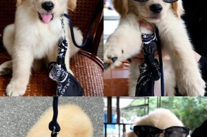 金毛犬价格分析及购买指南（金毛犬市场行情及价格比较，为您选购提供参考）