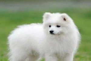 如何正确饲养日本狆（了解日本狆的特点与饲养技巧，让你的爱犬健康快乐）