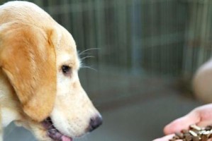 幼犬消化的特点（了解幼犬消化，让宠物更健康）