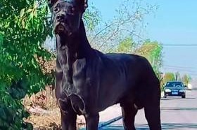 如何给黑狼幼犬做驱虫处理？（教你如何防治黑狼幼犬身上的寄生虫）