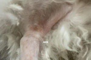如何解决比熊犬皮肤病问题？（以宠物为主，从饮食、环境、医疗等多角度为您详细讲解）