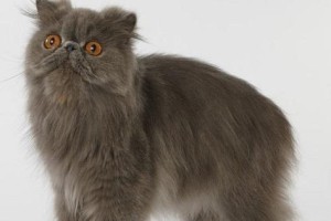 波斯猫的绚丽多彩——探索波斯猫的颜色之谜（解析波斯猫的颜色变异及基因遗传机制）