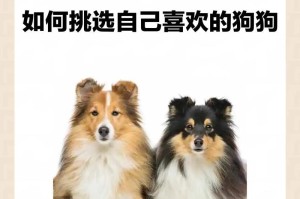阿拉斯加犬的满分饲养指南（新手养狗必备，让你的阿拉斯加犬健康快乐成长）