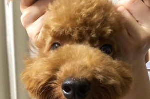泰迪狗狗的水果饮食禁忌（让我们来了解一下泰迪狗狗可以吃什么水果和不可以吃什么水果吧！）