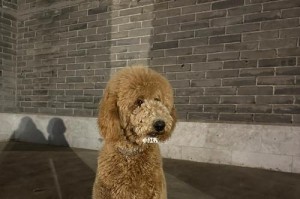 贵宾犬的体长标准（贵宾犬一般能长多大？）