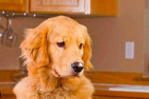 狗狗怀孕了，如何合理安排饮食？（为宝宝健康发育提供适当营养，）