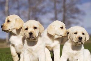如何科学饲养犬舍繁育的拉布拉多（宠物爱好者必看的犬舍繁育拉布拉多全方位饲养指南）