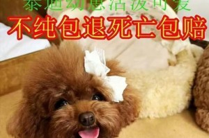 泰迪犬价格揭秘——纯种泰迪犬售价大揭秘（探究纯种泰迪犬的市场行情，为你解读泰迪犬价格）