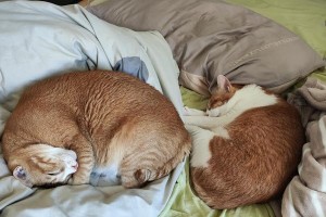 如何选择适合毛囊炎猫的猫粮？（为你的猫咪选择健康食品，避免毛囊炎复发）
