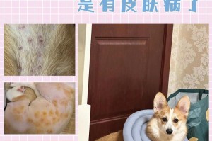揭秘狗狗皮肤病的成因（探究狗狗皮肤病常见原因及防治方法）