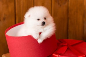 以杯子狗为主题的犬种介绍（了解杯子狗的品种特点及饲养需知）