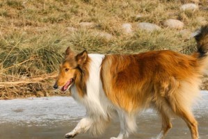 苏格兰牧羊犬皮肤病防治指南（以宠物为主，让狗狗远离皮肤疾病）