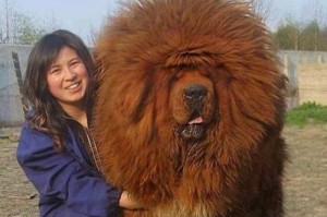 影响藏獒性格的因素（从宠物主人、环境、训练等方面分析藏獒性格形成的原因）