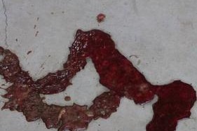 狗狗吐毛的颜色究竟有何含义？（探究狗狗吐毛颜色的意义和健康状况）