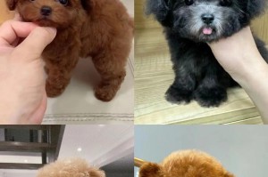 泰迪幼犬期的照顾指南（宠主必须知道的泰迪幼犬期关键养护要点）