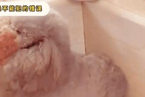 泰迪犬的洗澡指南（选择适合泰迪犬的洗澡用品和技巧）