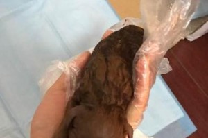 家犬怀孕能否洗澡？（准备迎接新生命，需要注意的洗澡细节）
