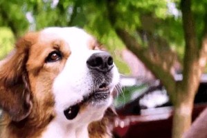 狗狗电影的魅力（从《狗狗的目的》到《霍士之战》）
