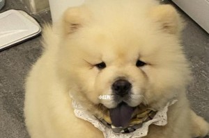 如何正确给你的松狮洗澡（宠物美容护理，让你的狗狗更健康干净）