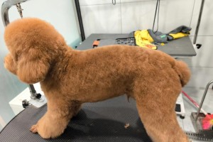 泰迪胎毛剪后多久能长出来？（了解泰迪胎毛生长周期的关键）