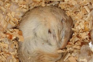 冬眠的动物有哪些？（探秘冬眠动物的奇妙世界）