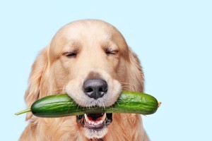 金毛犬的健康水果饮食（让金毛犬更健康的水果选择与好处）