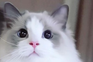 寿命短的布偶猫的特点与表现（了解布偶猫的寿命短暂，为它们提供更好的照顾）