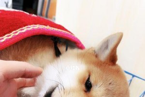 救救我的柴犬（处理呕吐的方法与注意事项）