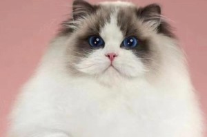 孕猫饮食指南（了解猫咪怀孕后的饮食需求，给予适当的营养支持）