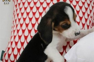 揭秘比格幼犬眼屎多的原因（探究比格幼犬眼屎异常现象的成因与解决办法）